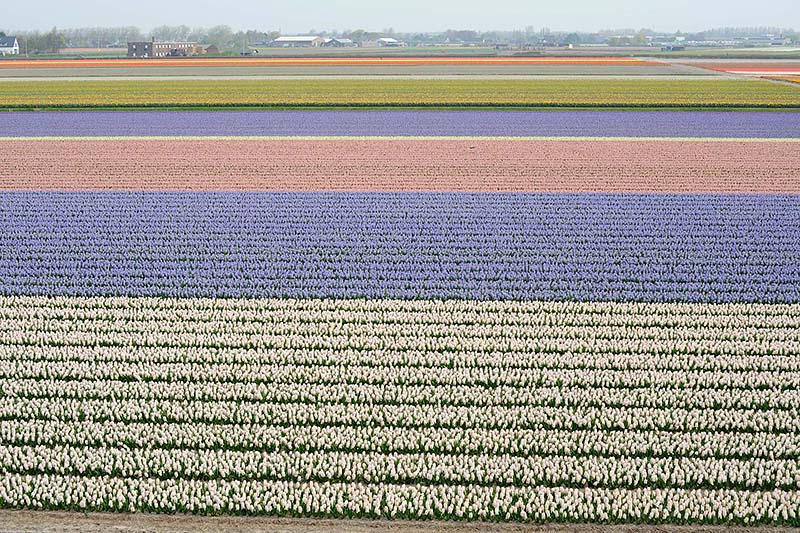 Keukenhof_01.jpg