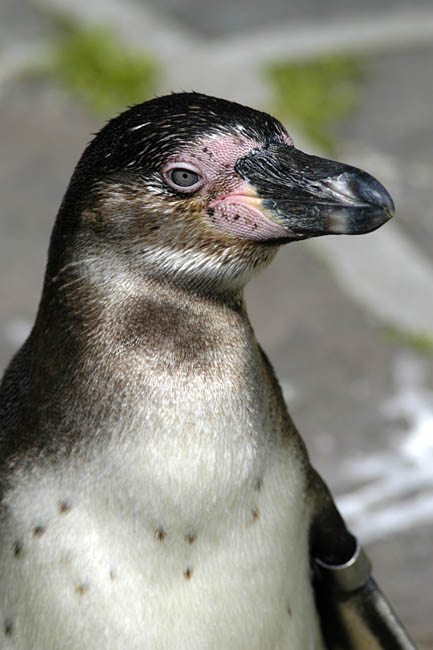 Zoo_04.jpg