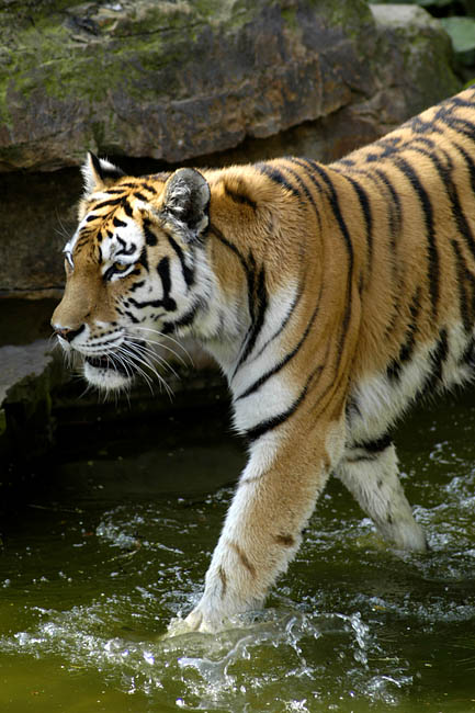 Zoo_17.jpg