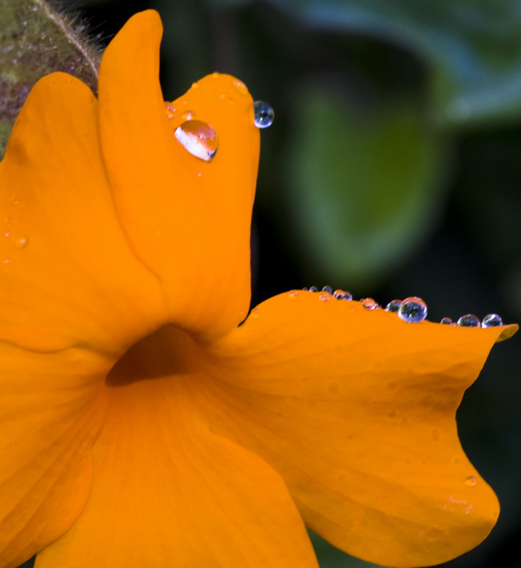 Orange Clock Vine