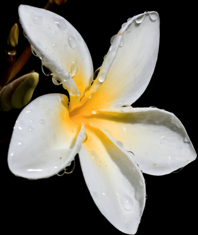 Plumeria