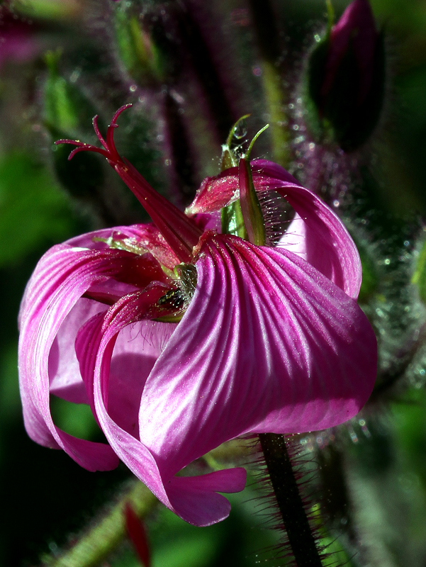 Madeira Geranium
