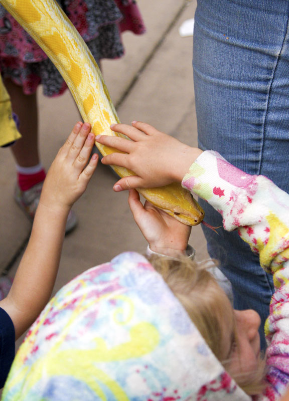 Burmese Python