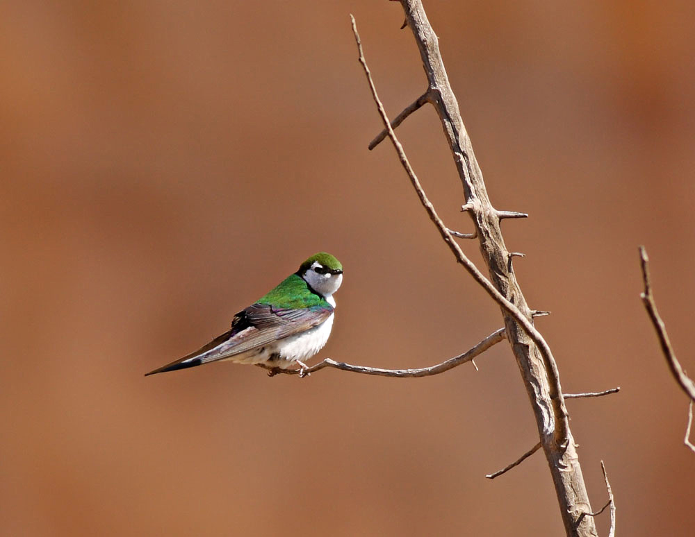 Violet-green Swallow