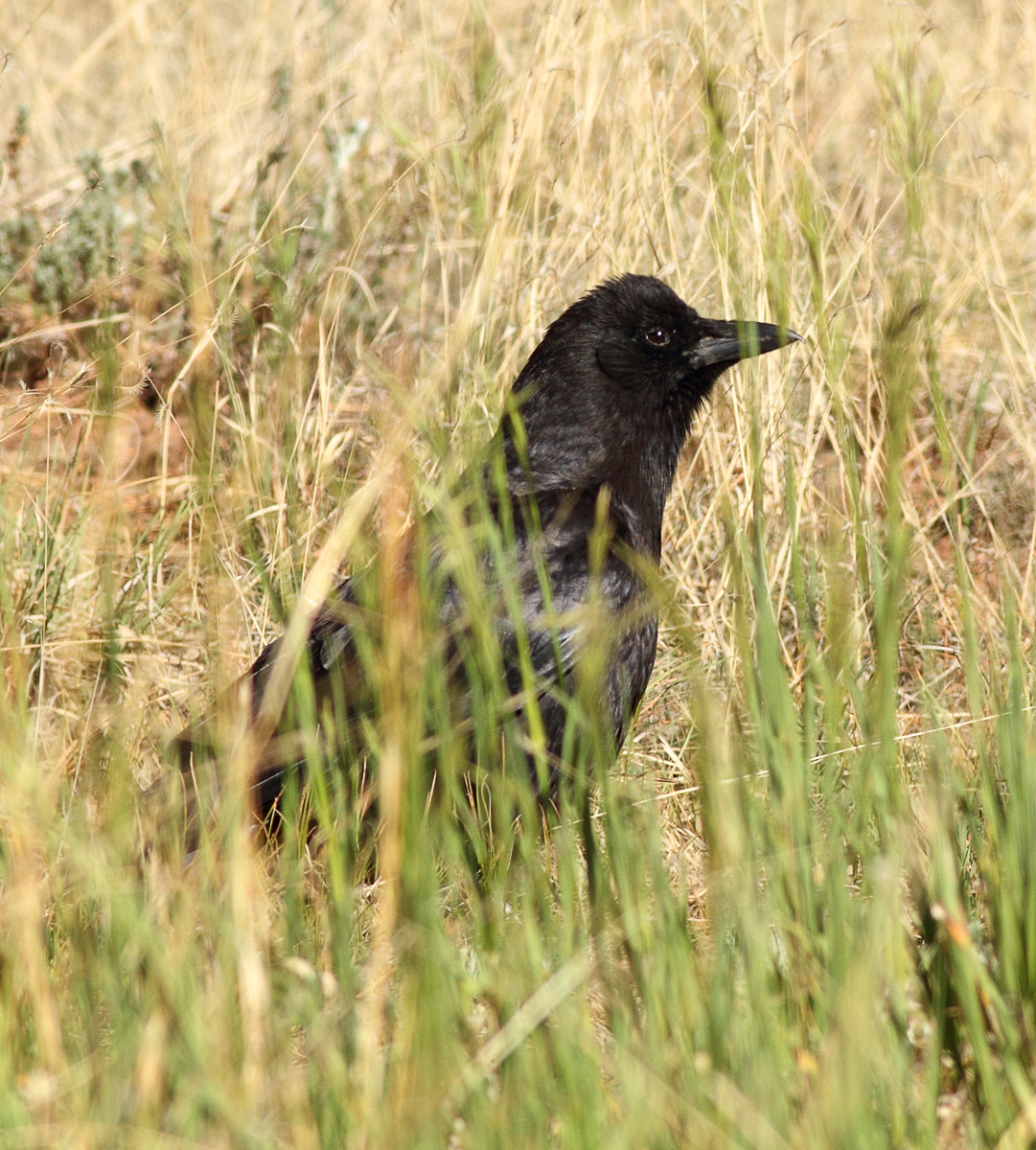 87. American Crow