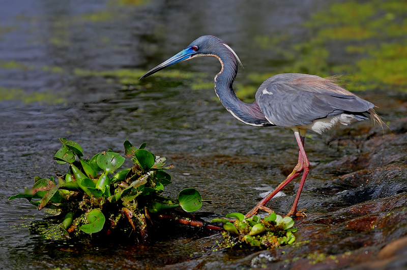 Tri-Colored Heron