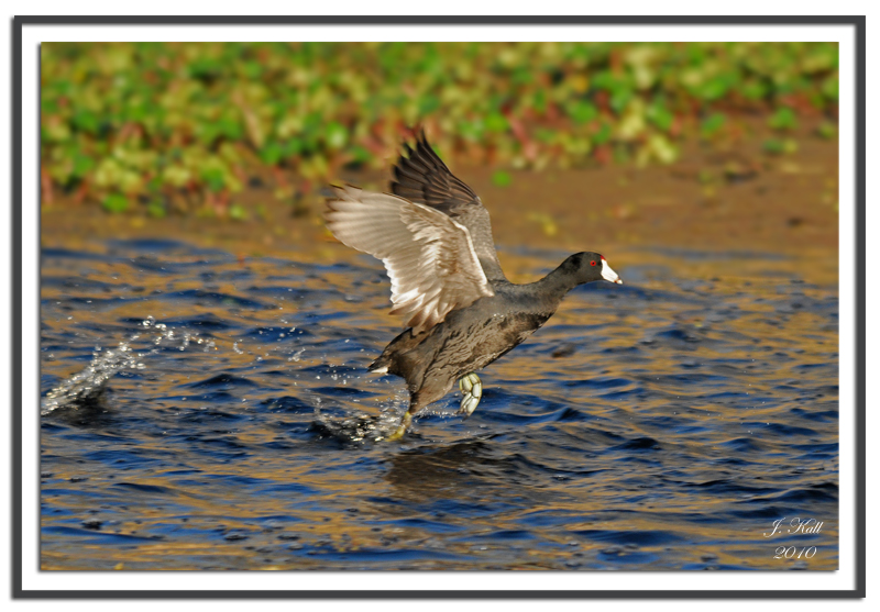 American Coot