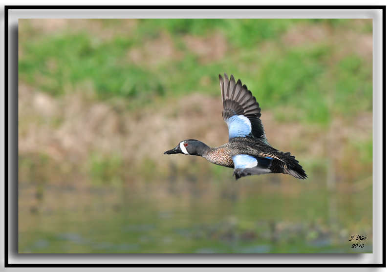 Blue Winged Teal