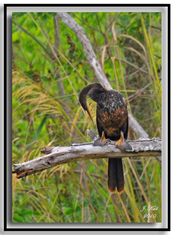 Anhinga