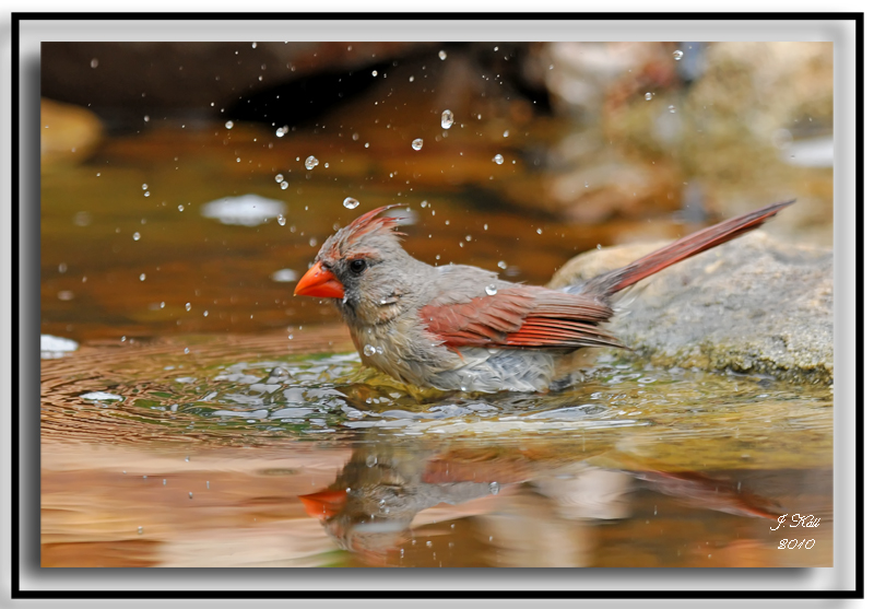 Northern Cardinal (Female)