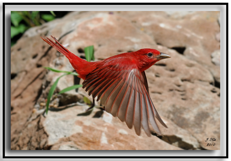 Summer Tanager