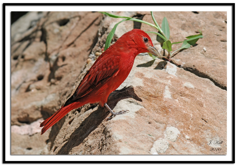 Summer Tanager