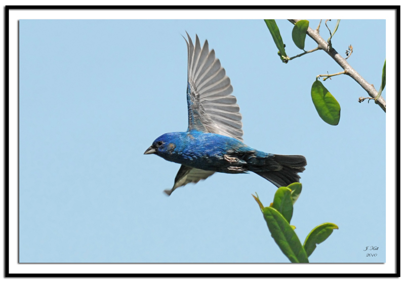 Indigo Bunting (Male)