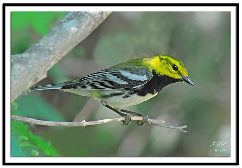 Black-Throated Green Warbler