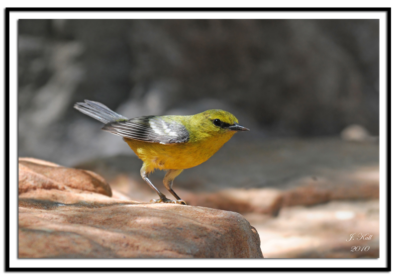 Blue-winged Warbler