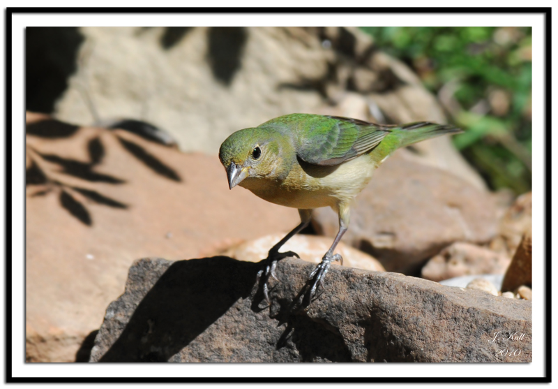 Painted Bunting (Female)