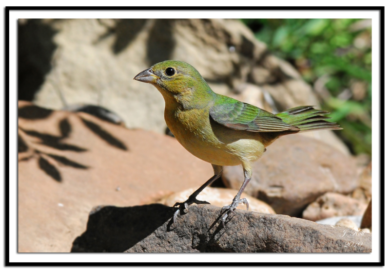 Painted Bunting (Female)