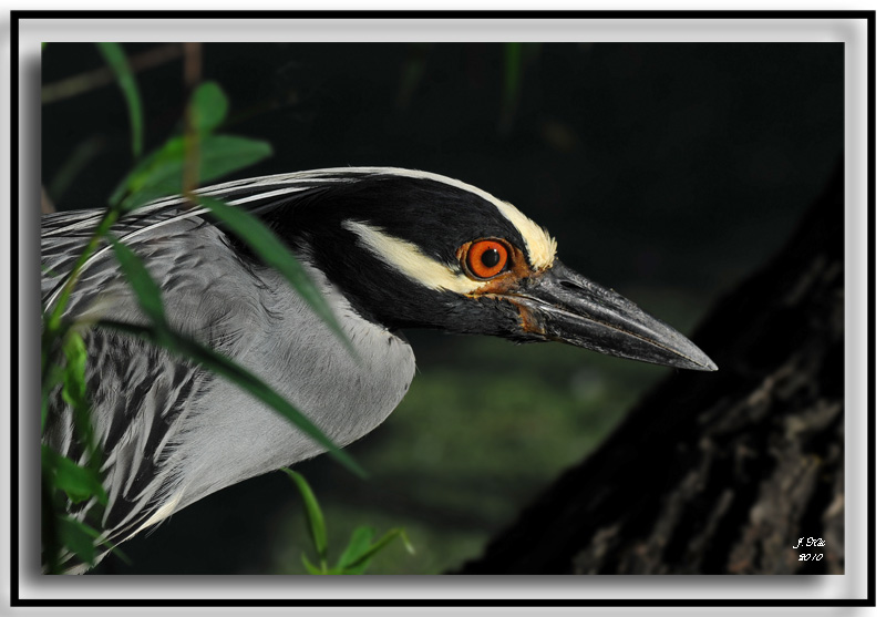 Yellow Crowned Night Heron