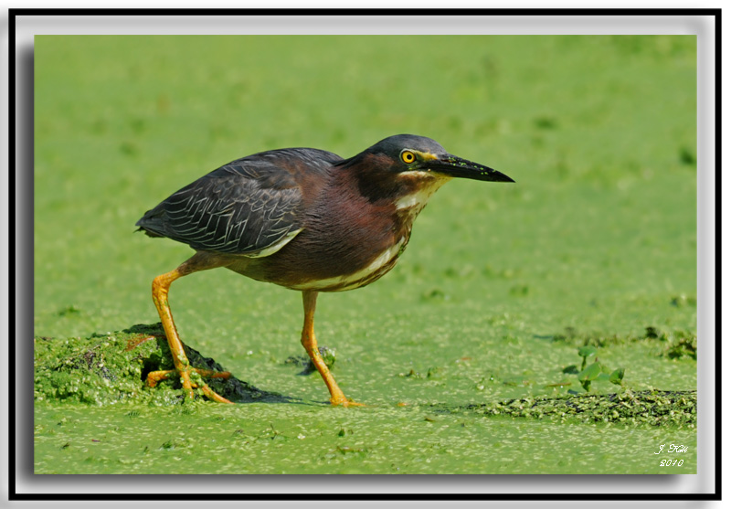 Green Heron