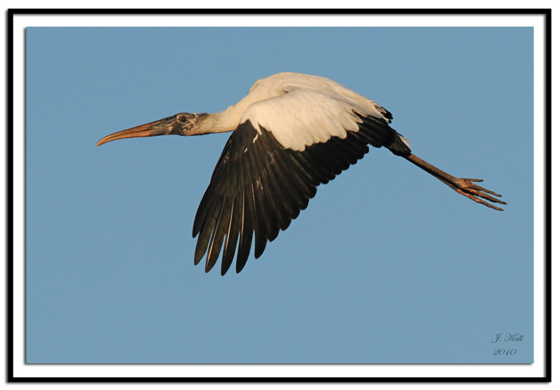 Wood Stork