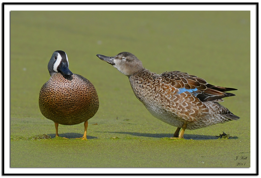 Blue Winged Teals