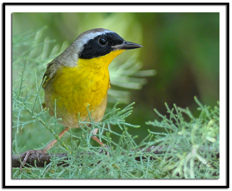 Common Yellowthroat