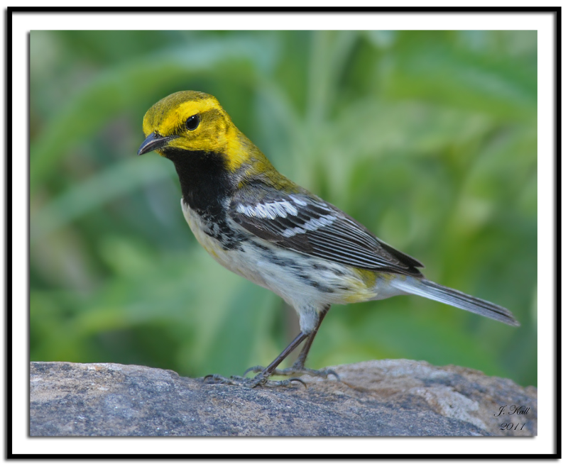 Black-Throated Green Warbler