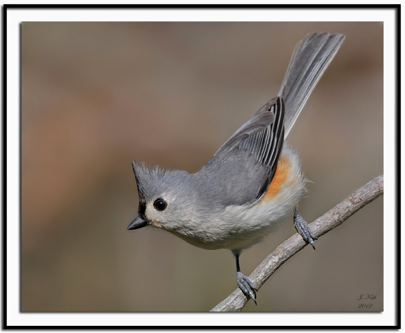 Tufted Titmouse