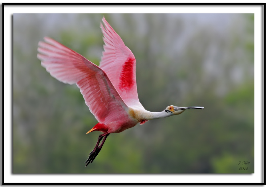 Roseatte Spoonbill