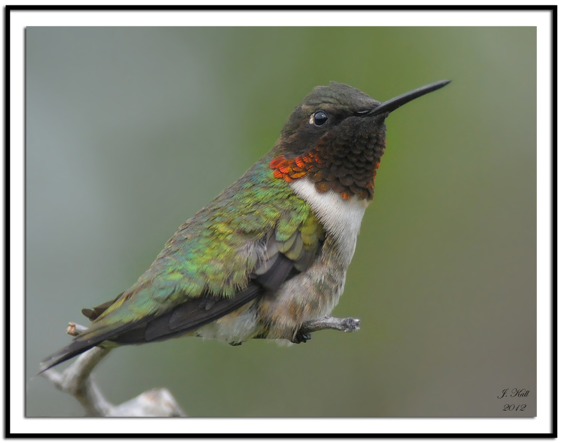 Ruby-throated Hummingbird