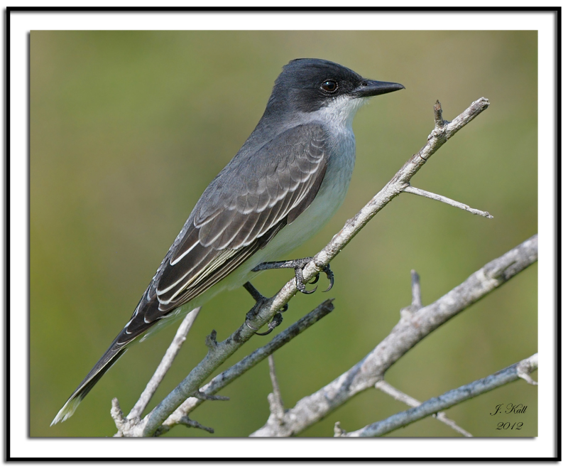 Eastern Kingbird