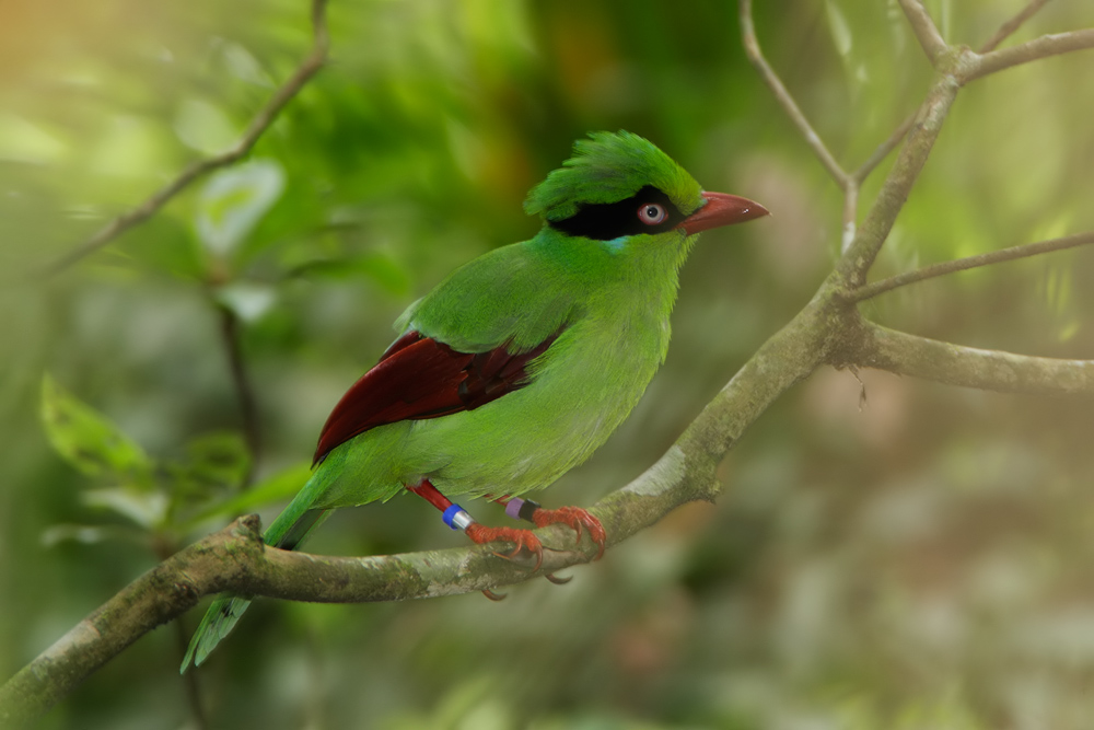 Short-Tailed-Green-Magpie.jpg