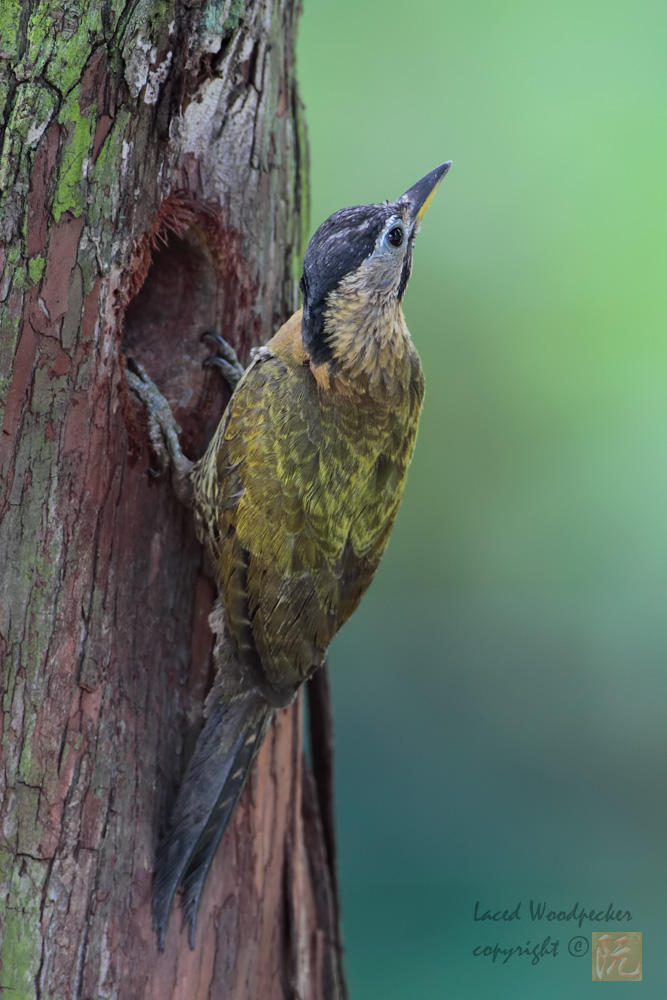 Laced-Woodpecker_Female.jpg