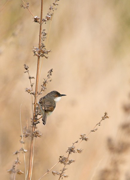 Grey-breasted Prinia