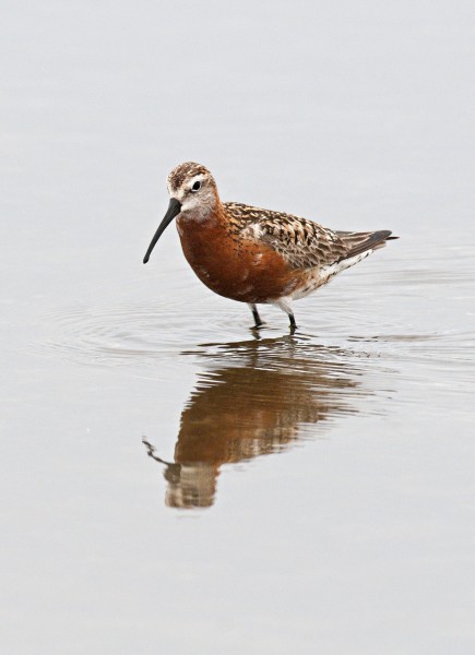Curlew Sandpiper
