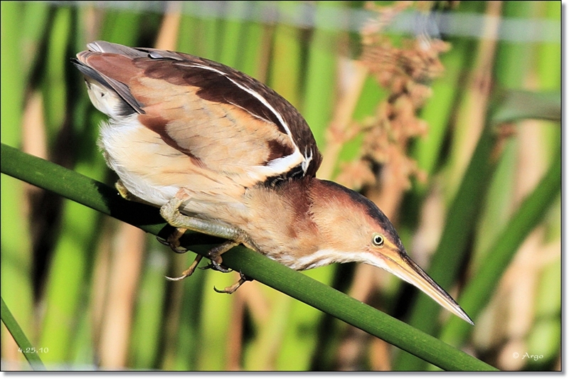 Least Bittern