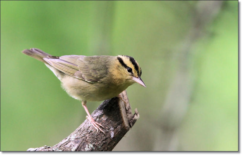 Worm-eating Warbler
