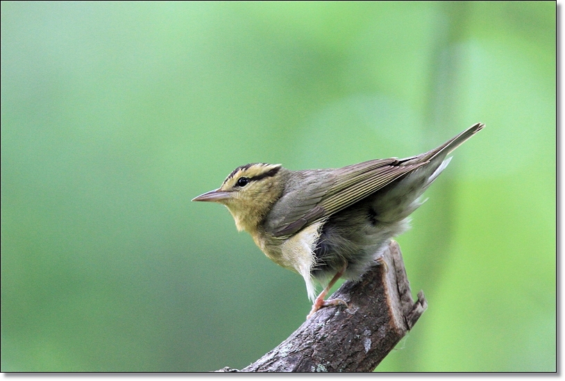 Worm-eating Warbler