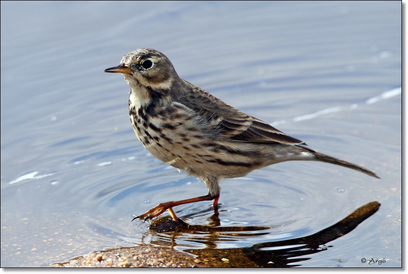 Spragues Pipit