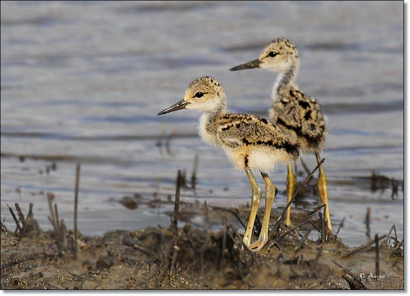 Black-necked Stilts