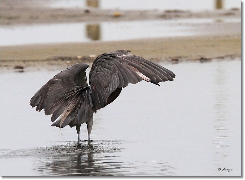 Reddish Egret