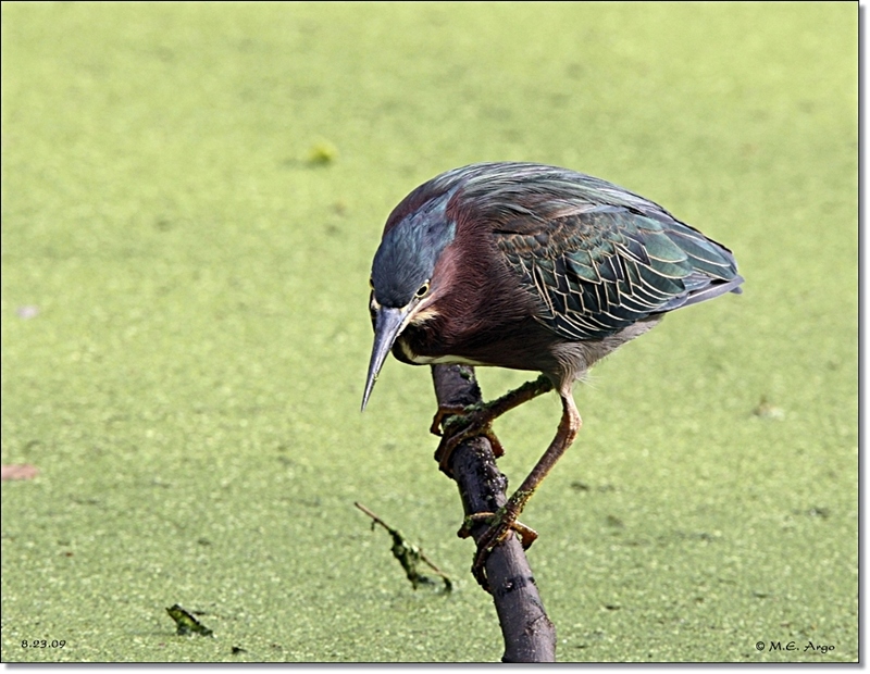  Green Heron