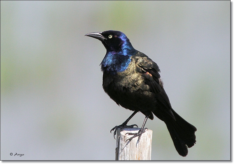 Common Grackle