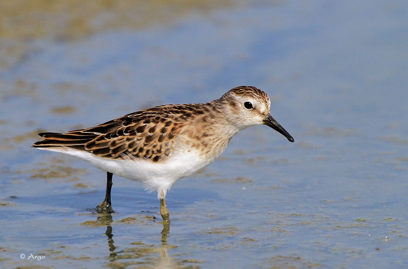 Least Sandpiper