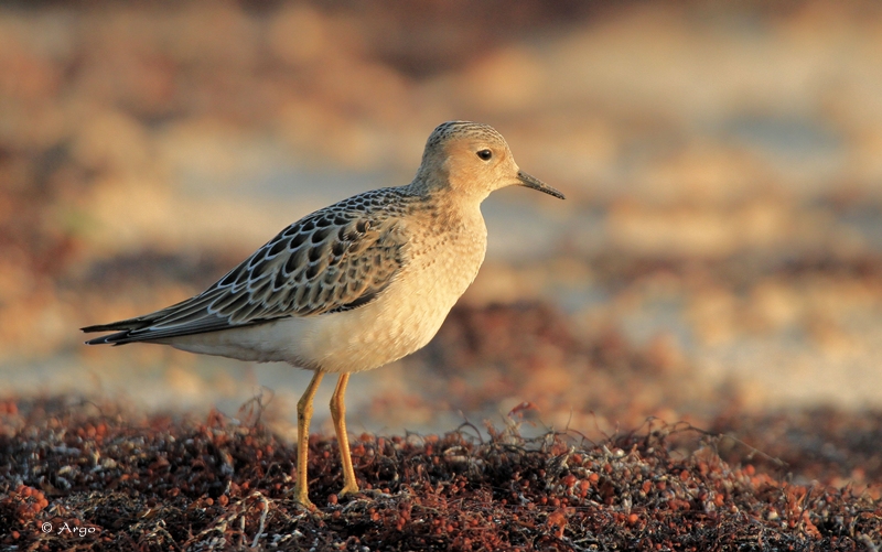 Buff-breasted Sandpiper