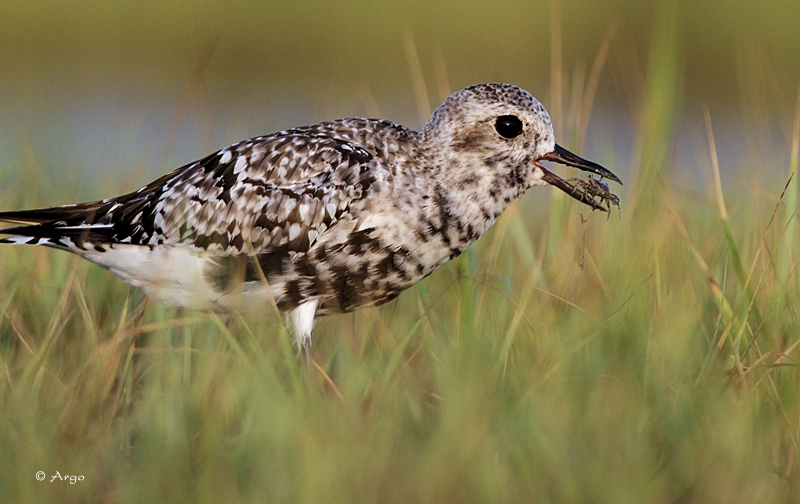 Black-bellied Plover
