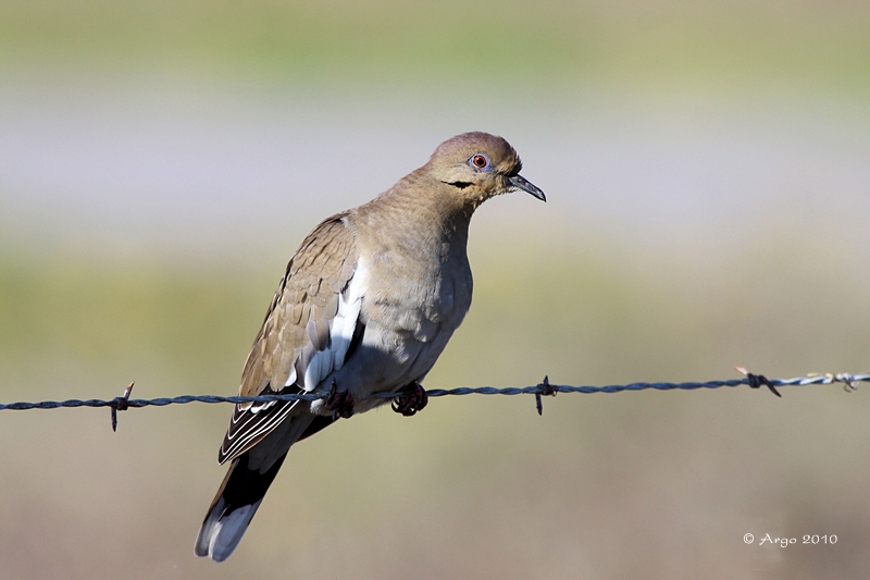 White-winged Dove