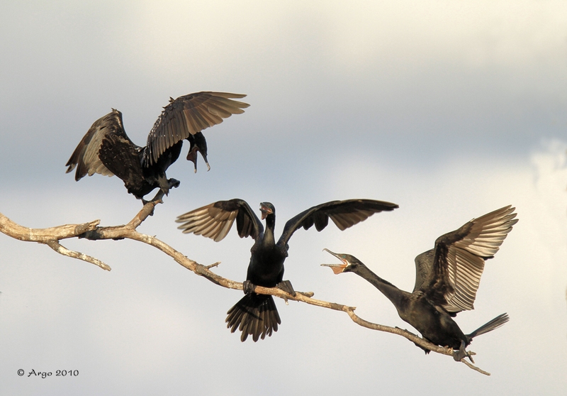 Neotropic Cormorants