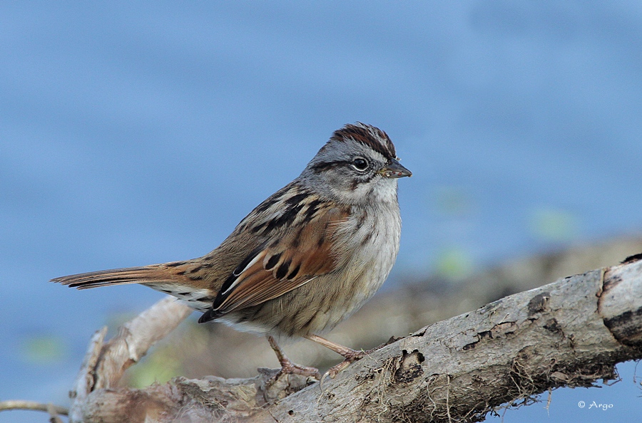 Swamp Sparrow
