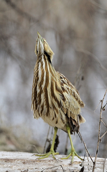 American Bittern